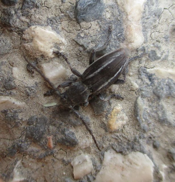 Neodorcadion bilineatum - kétsávos földicincér