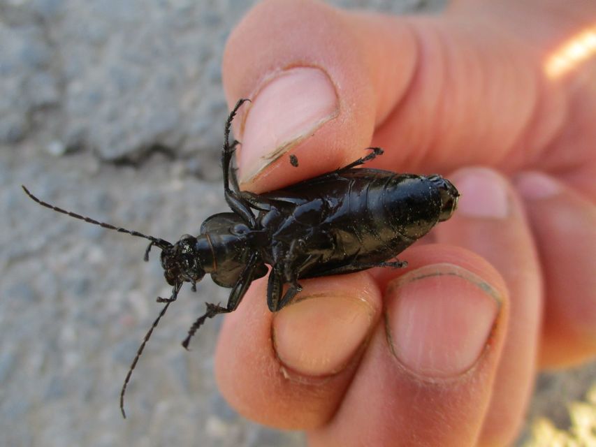 Carabus cancellatus - ragyás futrinka