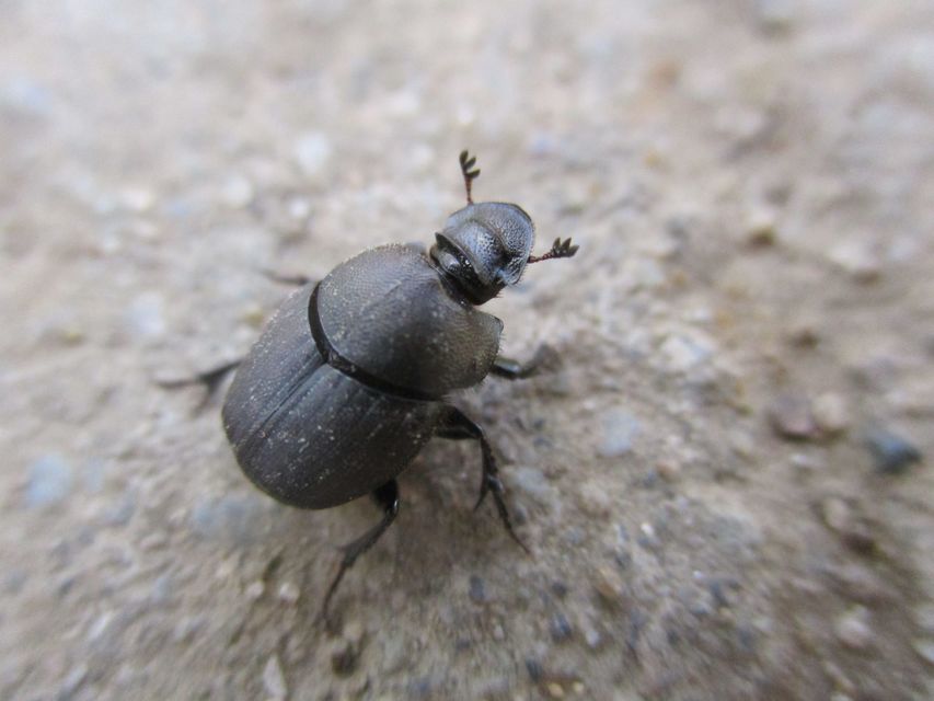 Onthophagus verticicornis - fekete trágyatúró