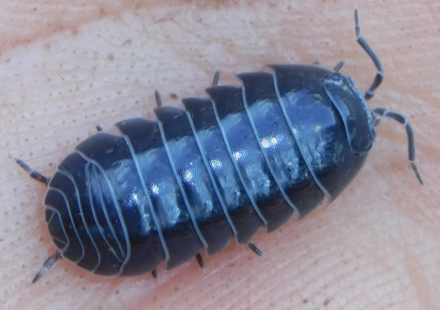 Armadillidium vulgare - szürke gömbászka