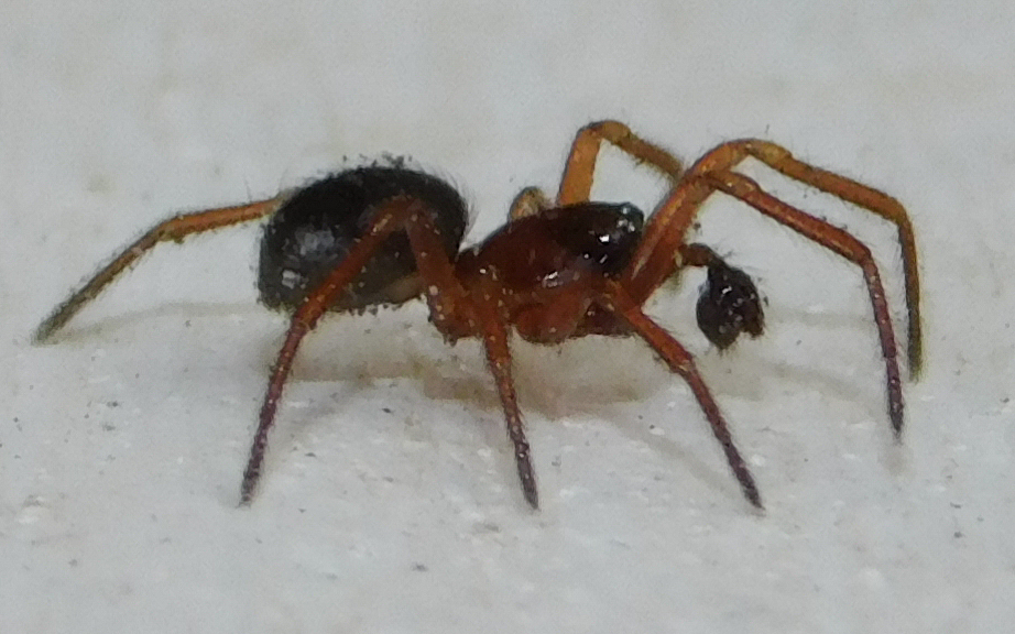 Robertus