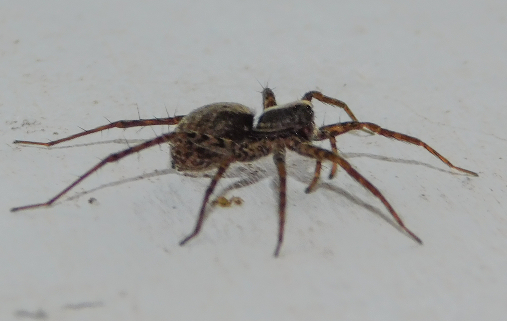 Pardosa alacris/lugubris