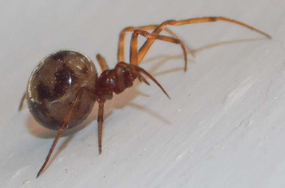 Steatoda triangulosa - háromszöges faggyúpók