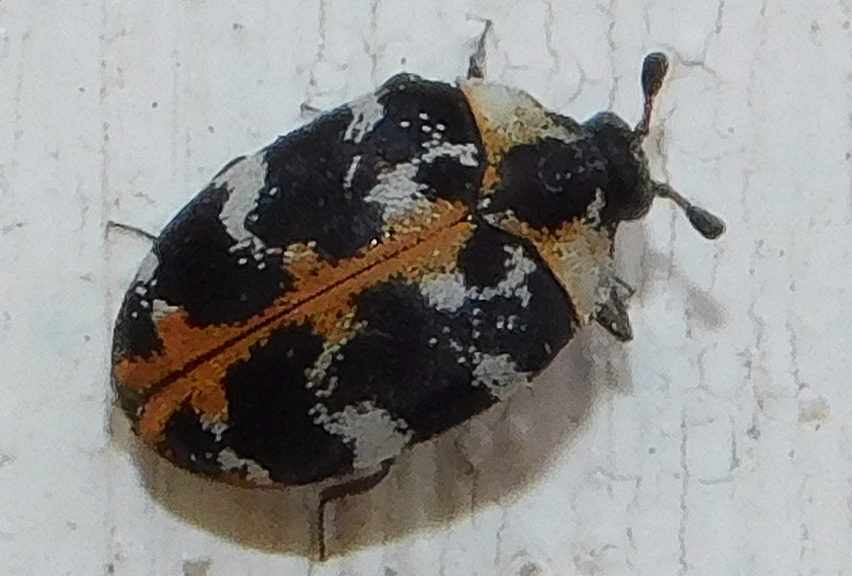 Anthrenus scrophulariae - nagy múzeumbogár