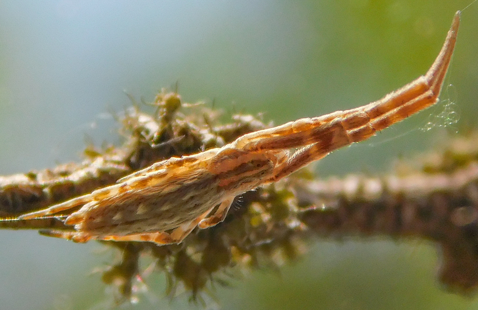 Uloborus walckenaerius - derespók