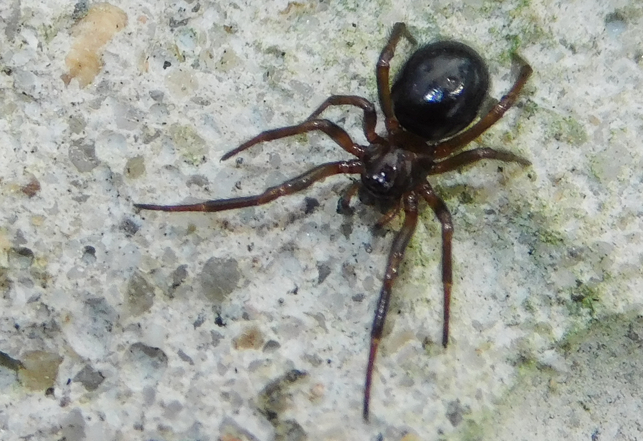 Steatoda bipunctata - kétpettyes faggyúpók