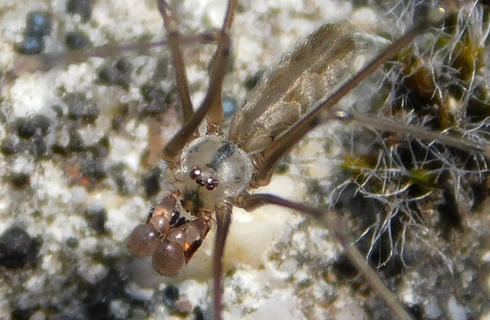 Pholcus opilionoides - kis álkaszáspók