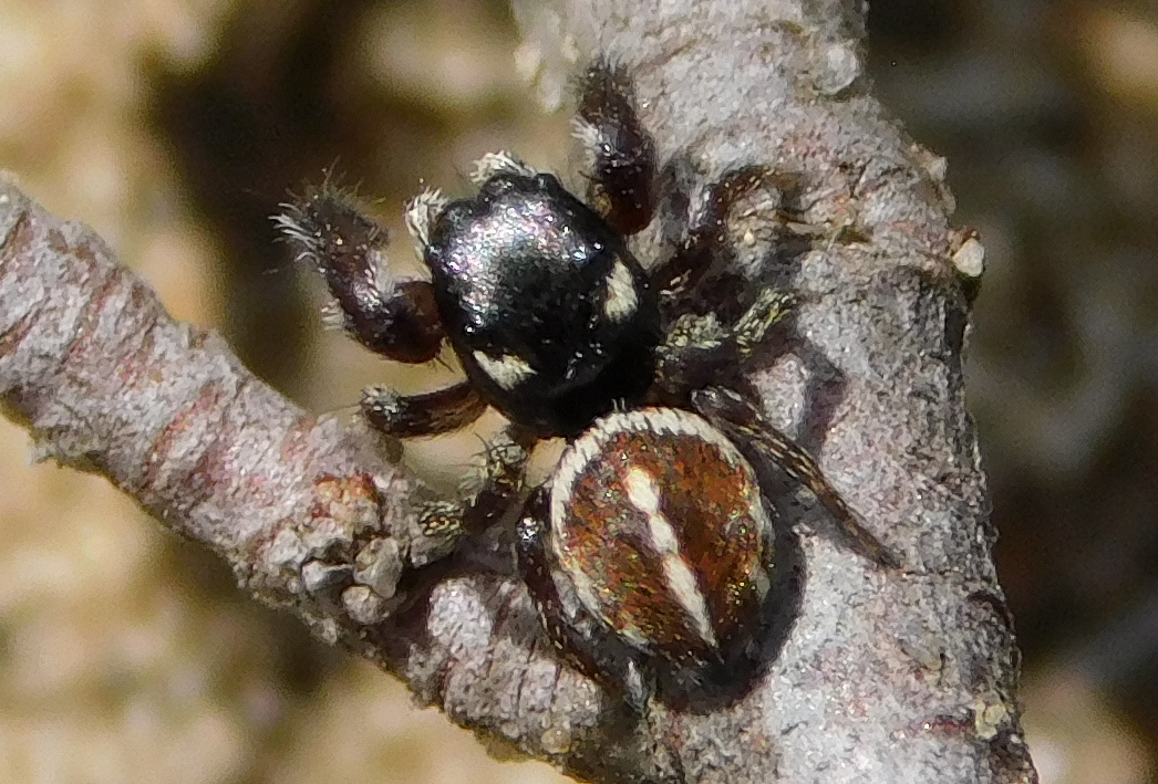 Pellenes nigrociliatus - csigás ugrópók