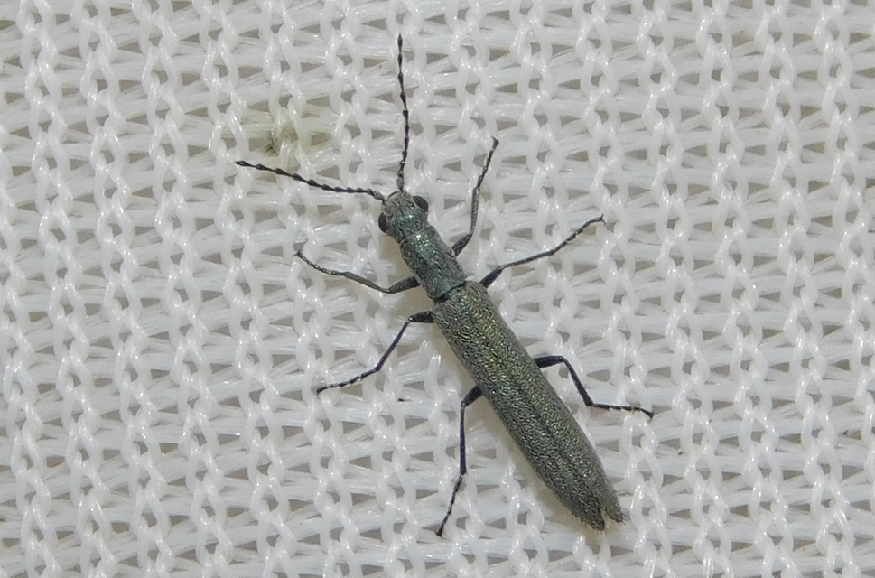 Dolichosoma lineare - ösztövér karimásbogár