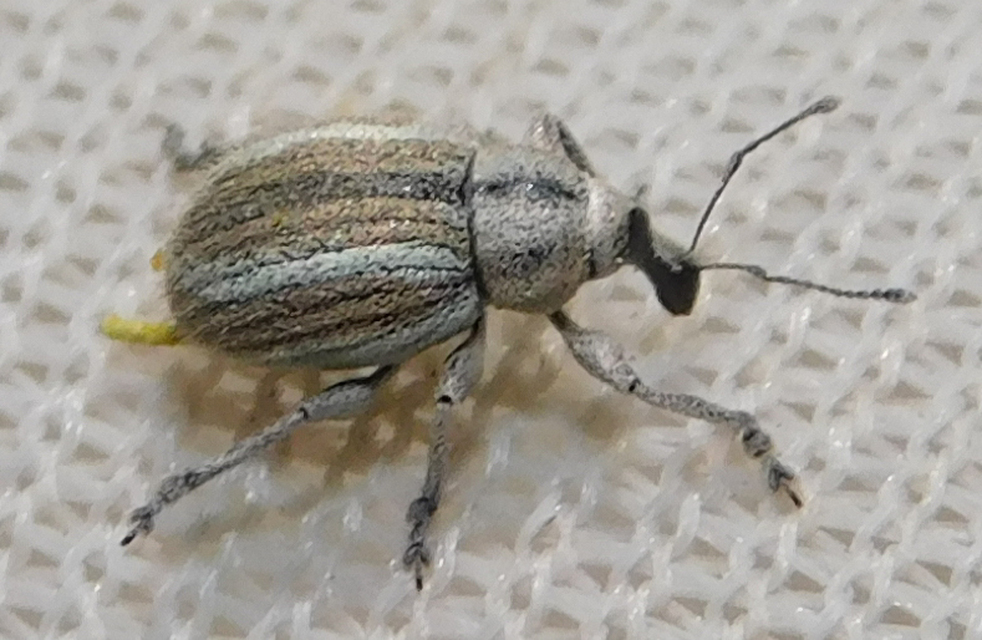 Apsis albolineata - alföldi rozsormányos