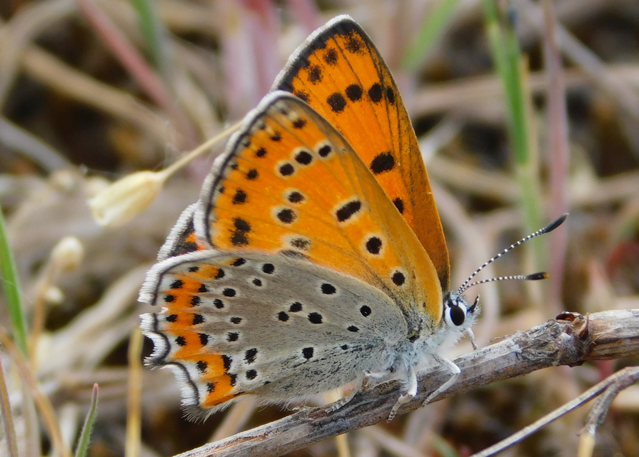 Lycaena thersamon - kis tűzlepke