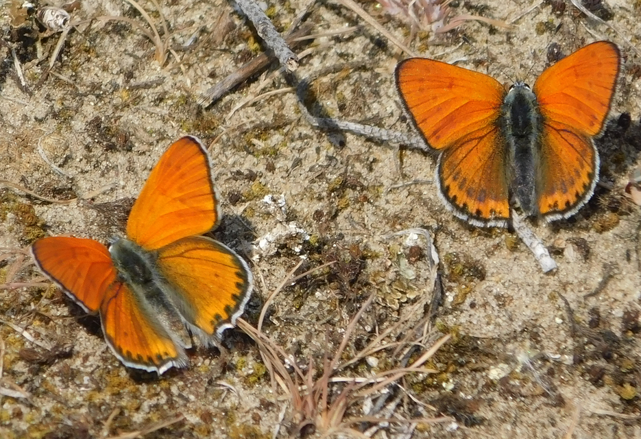 Lycaena thersamon - kis tűzlepke