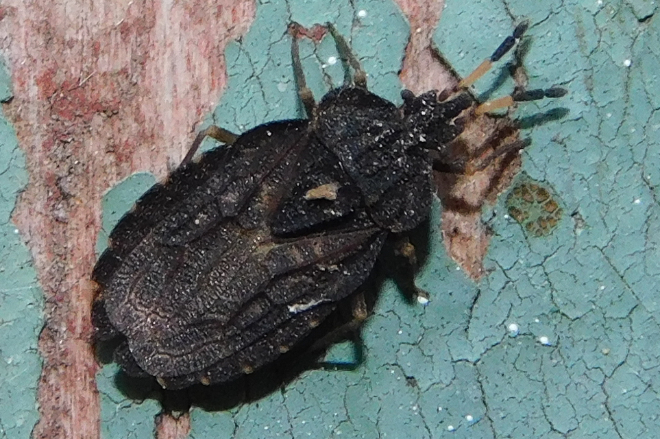 Aradus distinctus