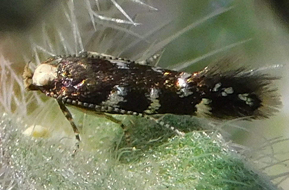 Oxypteryx superbella - ezüstpontos sarlósmoly