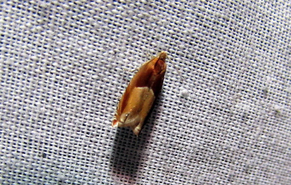 Ancylis mitterbacheriana - tölgysodró horgasmoly