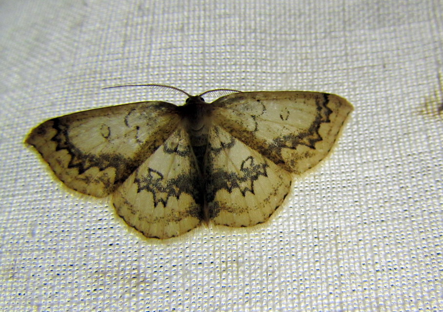 Cyclophora annularia - gyűrűs pettyesaraszoló