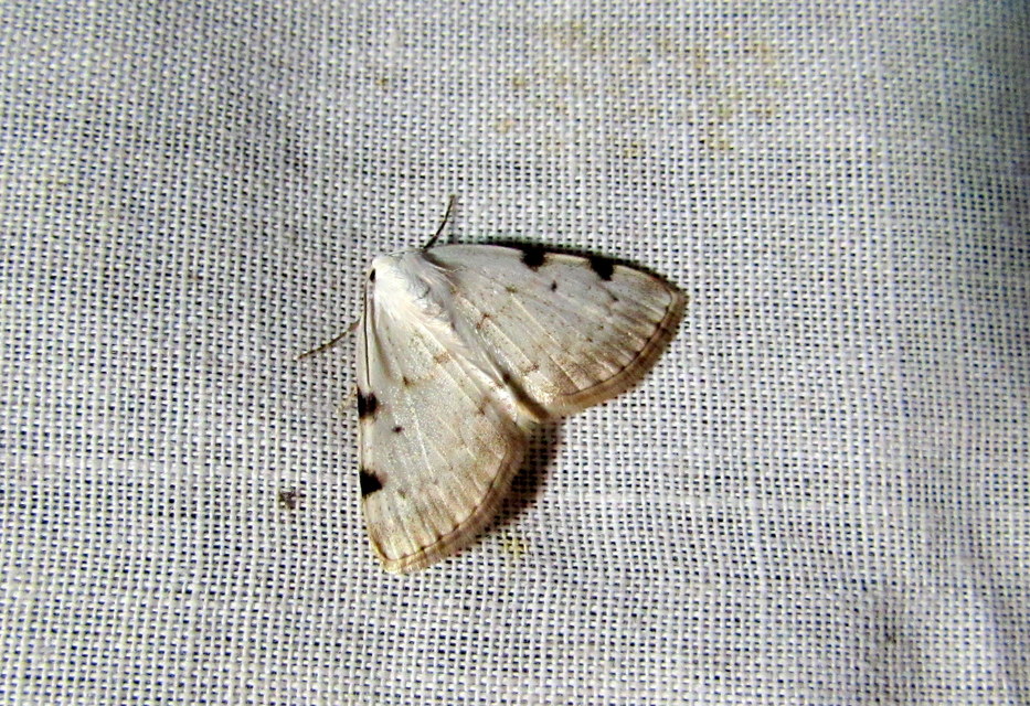 Lomographa bimaculata - kétpontos fehéraraszoló