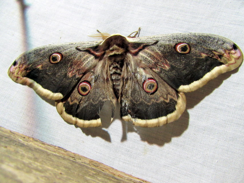 Saturnia pyri - nagy pávaszem