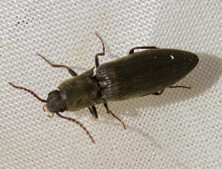 Agriotes pilosellus - erdei pattanó