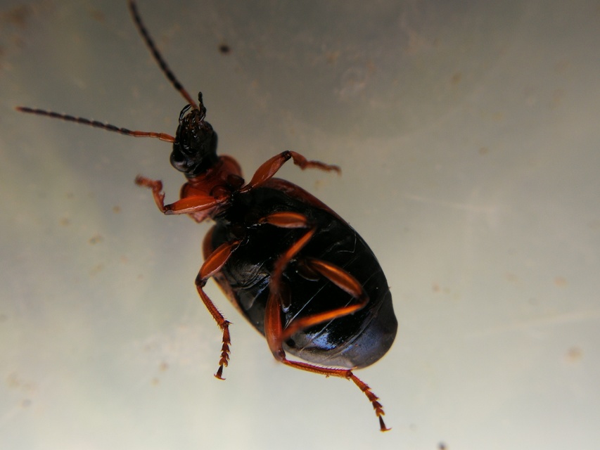 Lebia cruxminor - keresztes cserjefutó