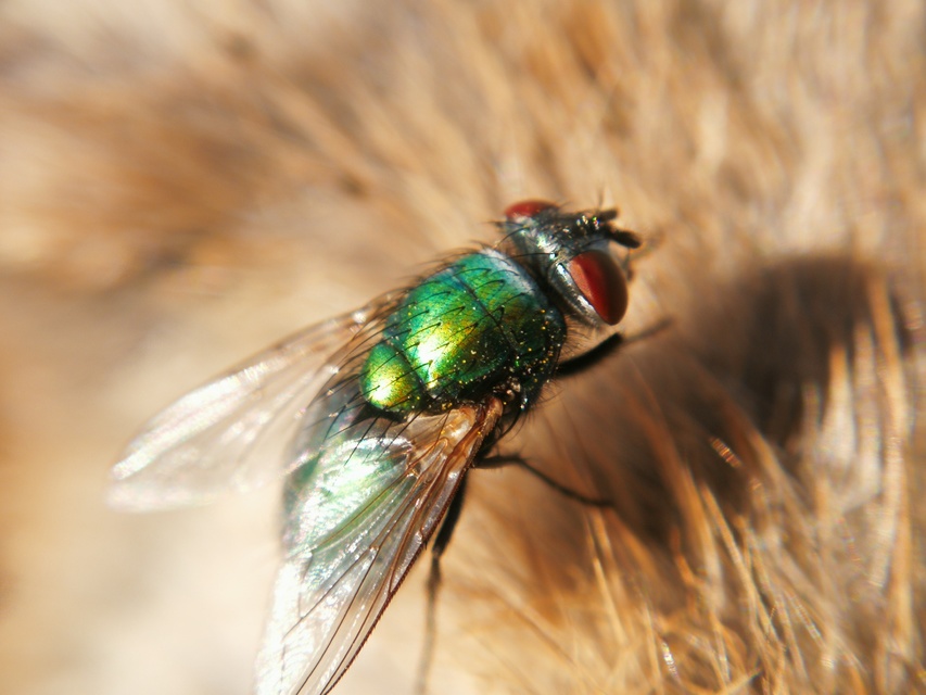 Lucilia