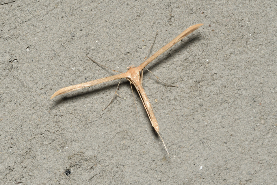 Emmelina monodactyla/argoteles