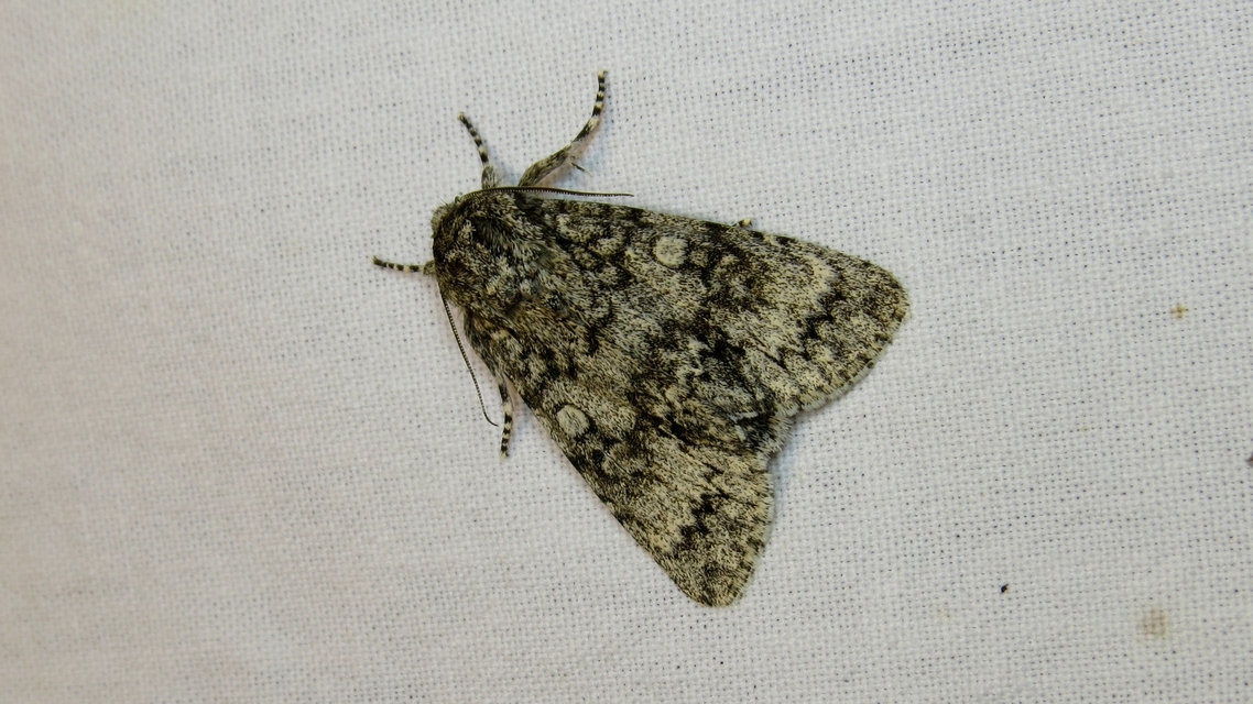 Acronicta megacephala - nagyfejű szigonyosbagoly