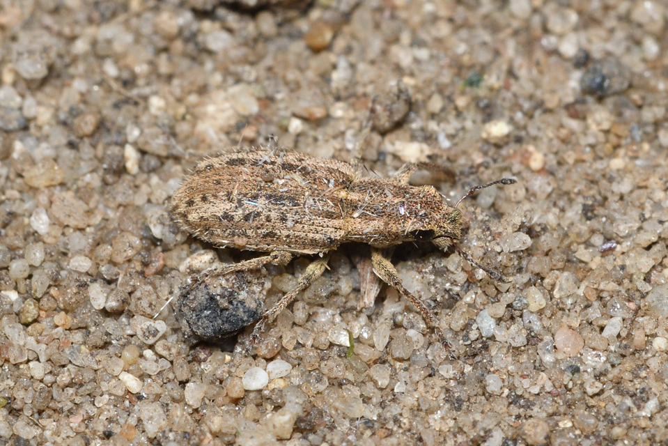 Sitona macularius - borsó-csipkézőbogár
