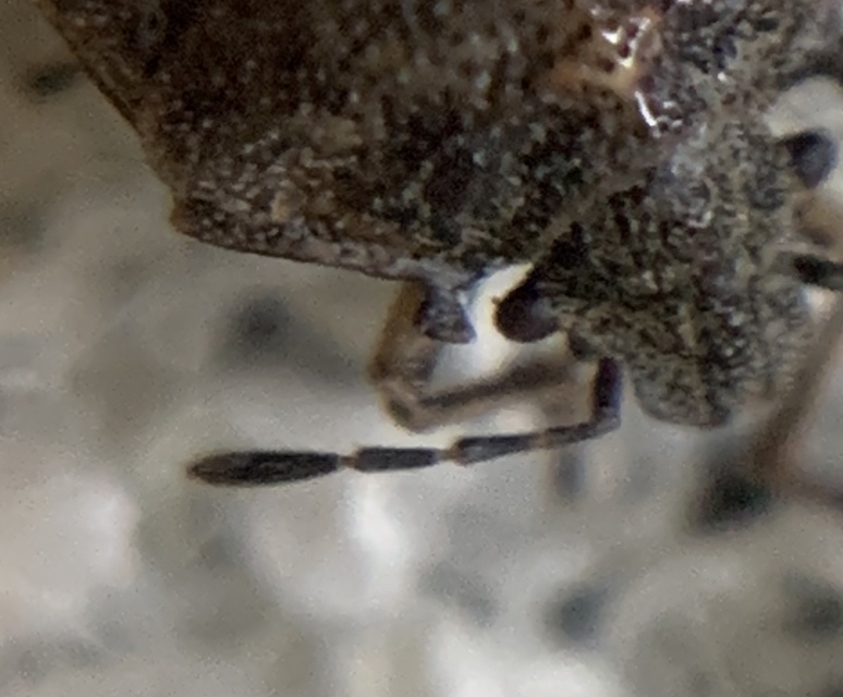 Podops inunctus - szarvas pajzsospoloska Podops inunctus - szarvas pajzsospoloska