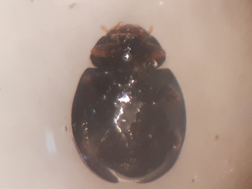 Stethorus pusillus - atkász bödice