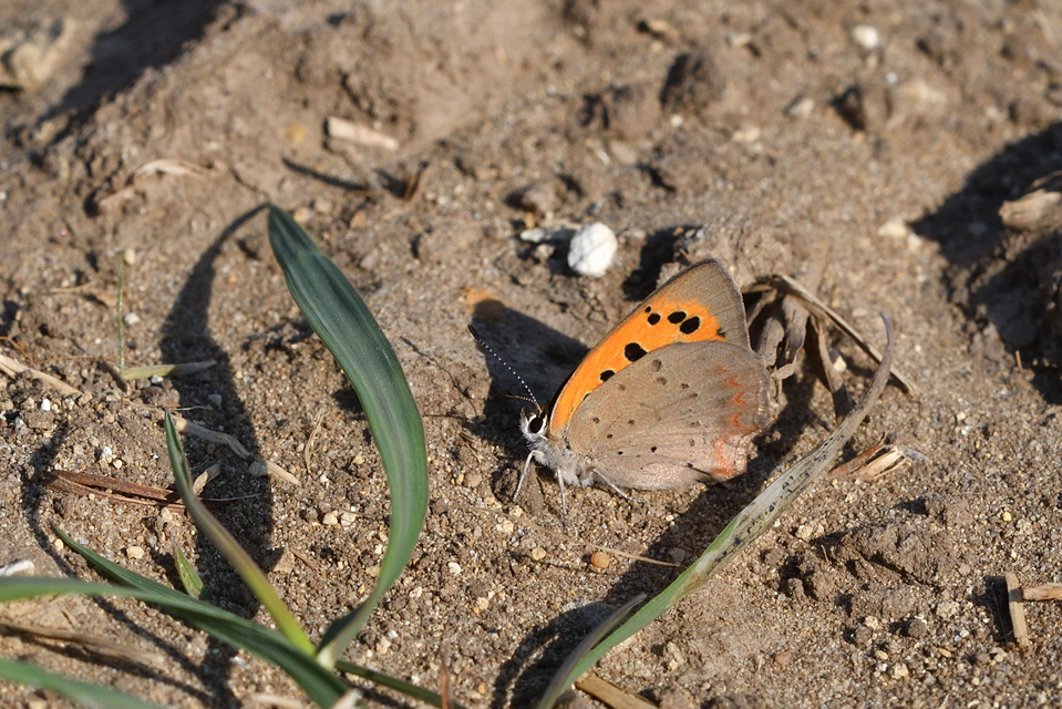 Lycaena phlaeas - közönséges tűzlepke