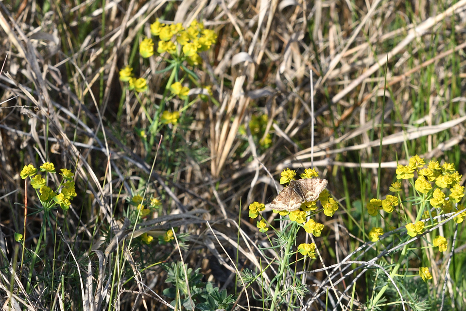 Euclidia glyphica - közönséges nappalibagoly
