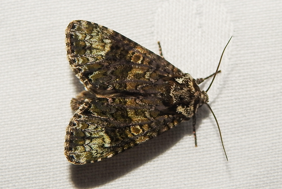 Craniophora ligustri - fagyalbagoly