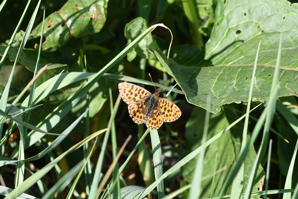 Boloria dia - kis gyöngyházlepke