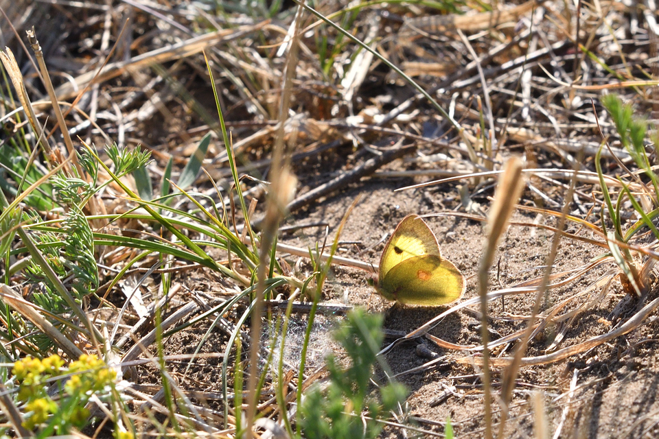 Colias erate - csángó-kéneslepke