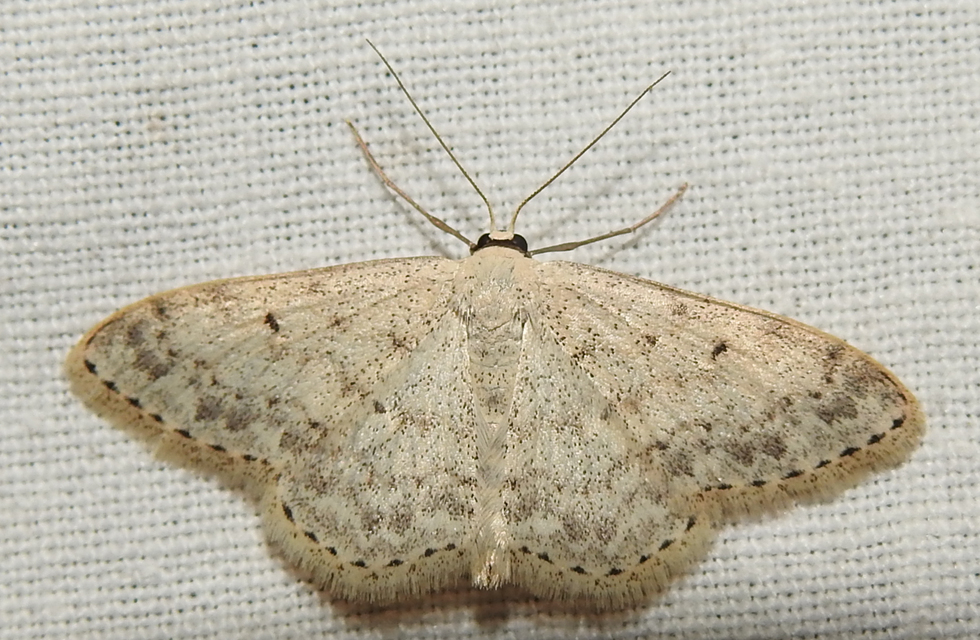 Scopula marginepunctata - pettyes sávosaraszoló