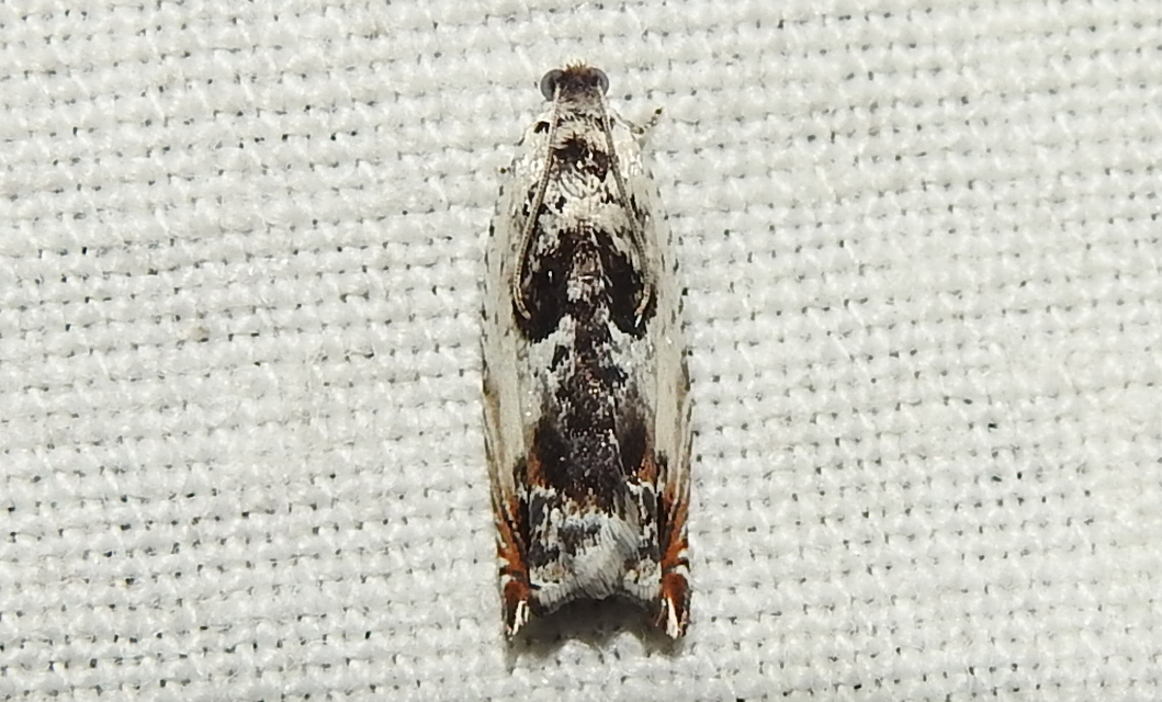 Ancylis laetana - fehér horgasmoly