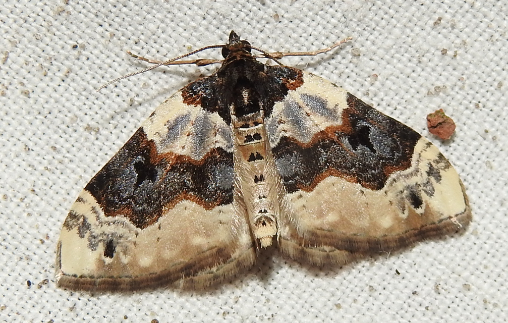 Cosmorhoe ocellata - szemes galajaraszoló