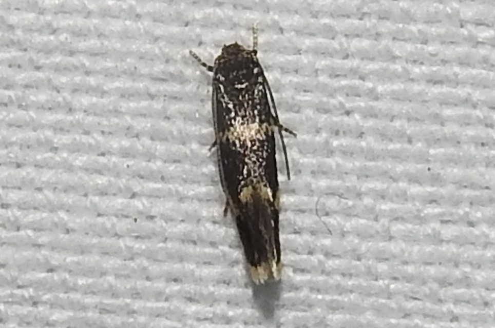 Elachista