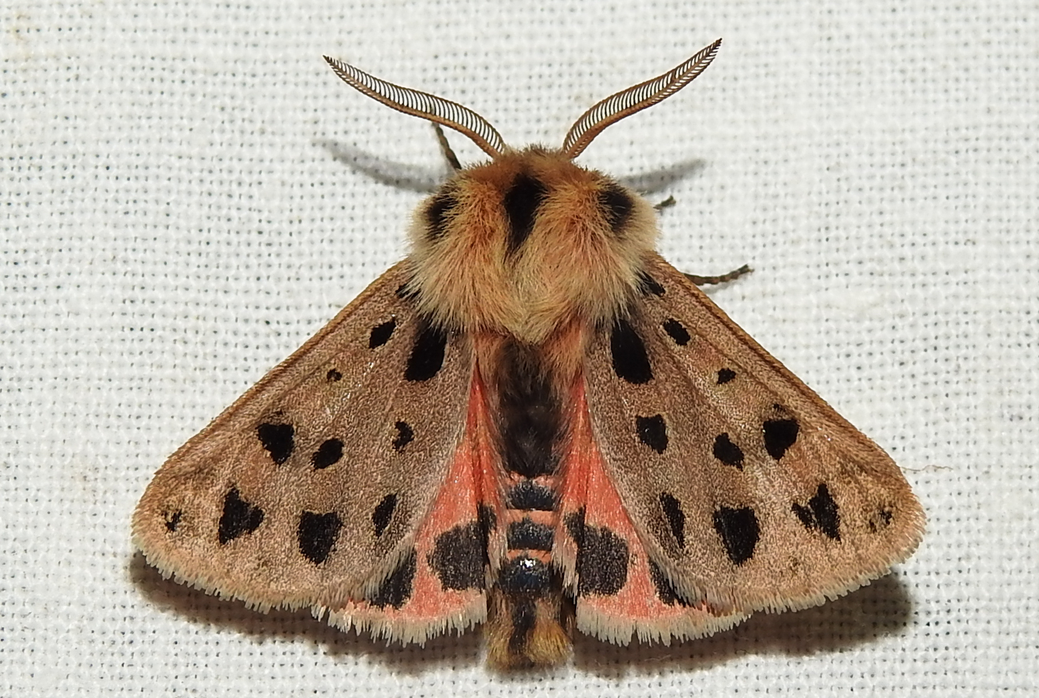 Chelis maculosa - foltos medvelepke