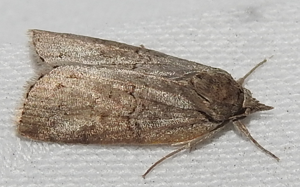 Nycteola asiatica - nyárfa-trapézbagoly