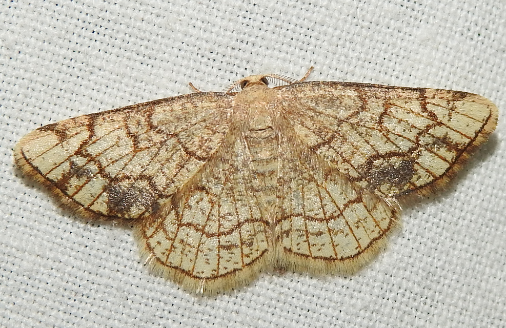 Stegania dilectaria - fehérnyár-araszoló