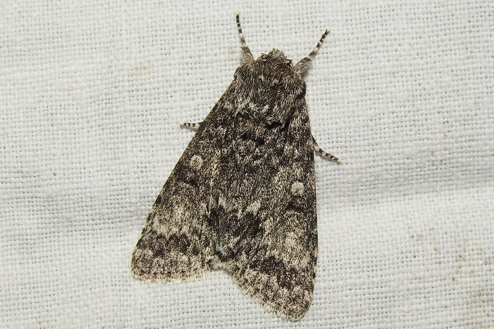Acronicta megacephala - nagyfejű szigonyosbagoly