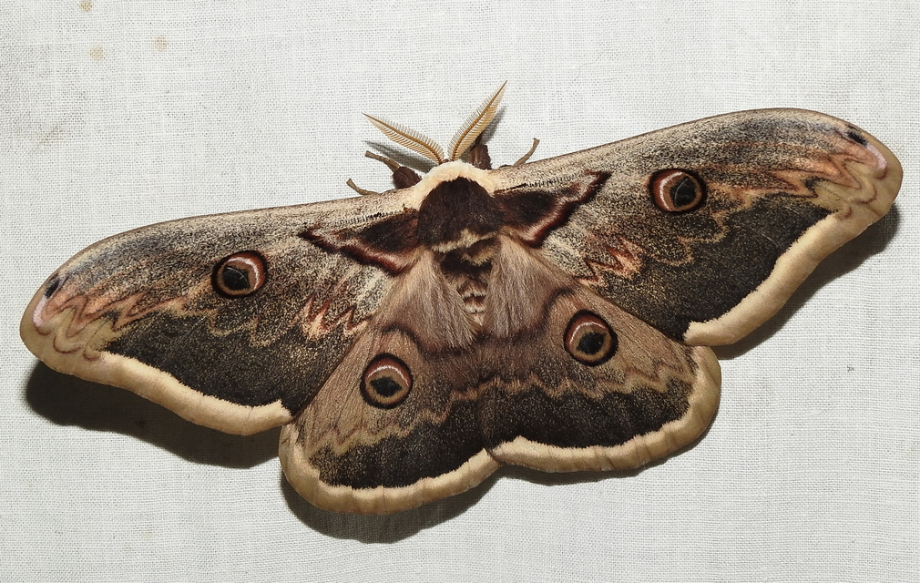 Saturnia pyri - nagy pávaszem