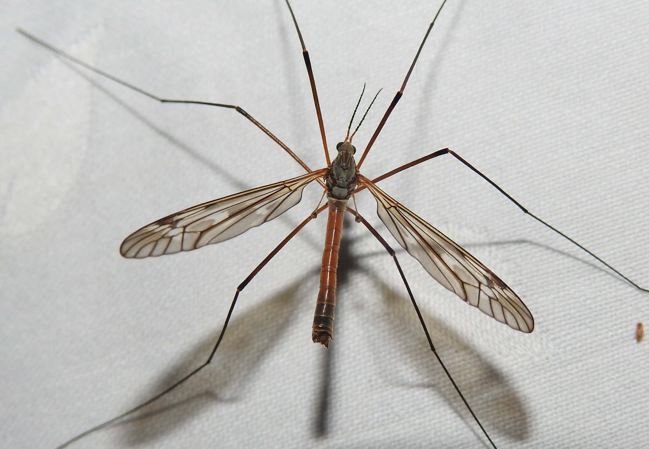 Tipula hortorum