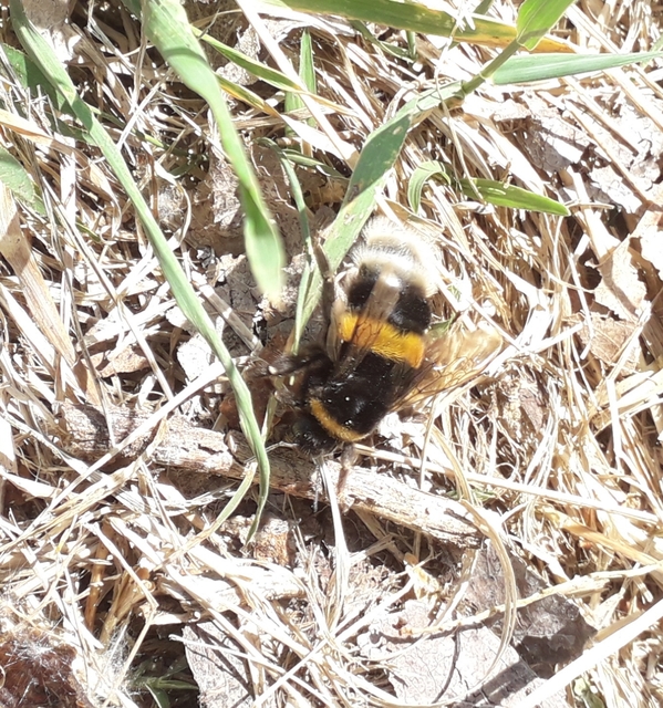 Bombus terrestris/lucorum
