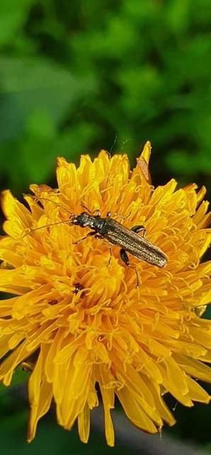 Oedemera