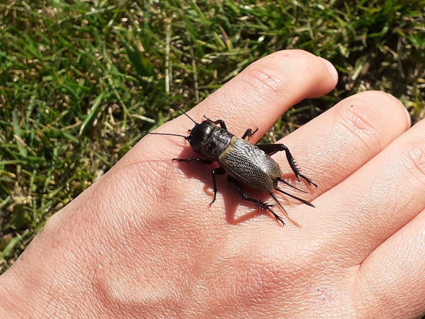 Gryllus campestris - mezei tücsök