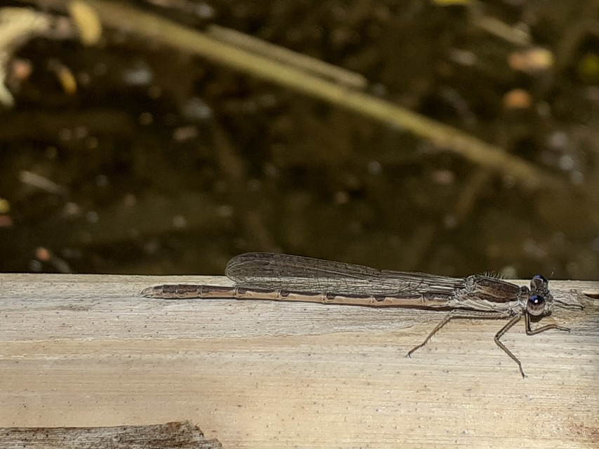Sympecma fusca - téli rablószitakötő