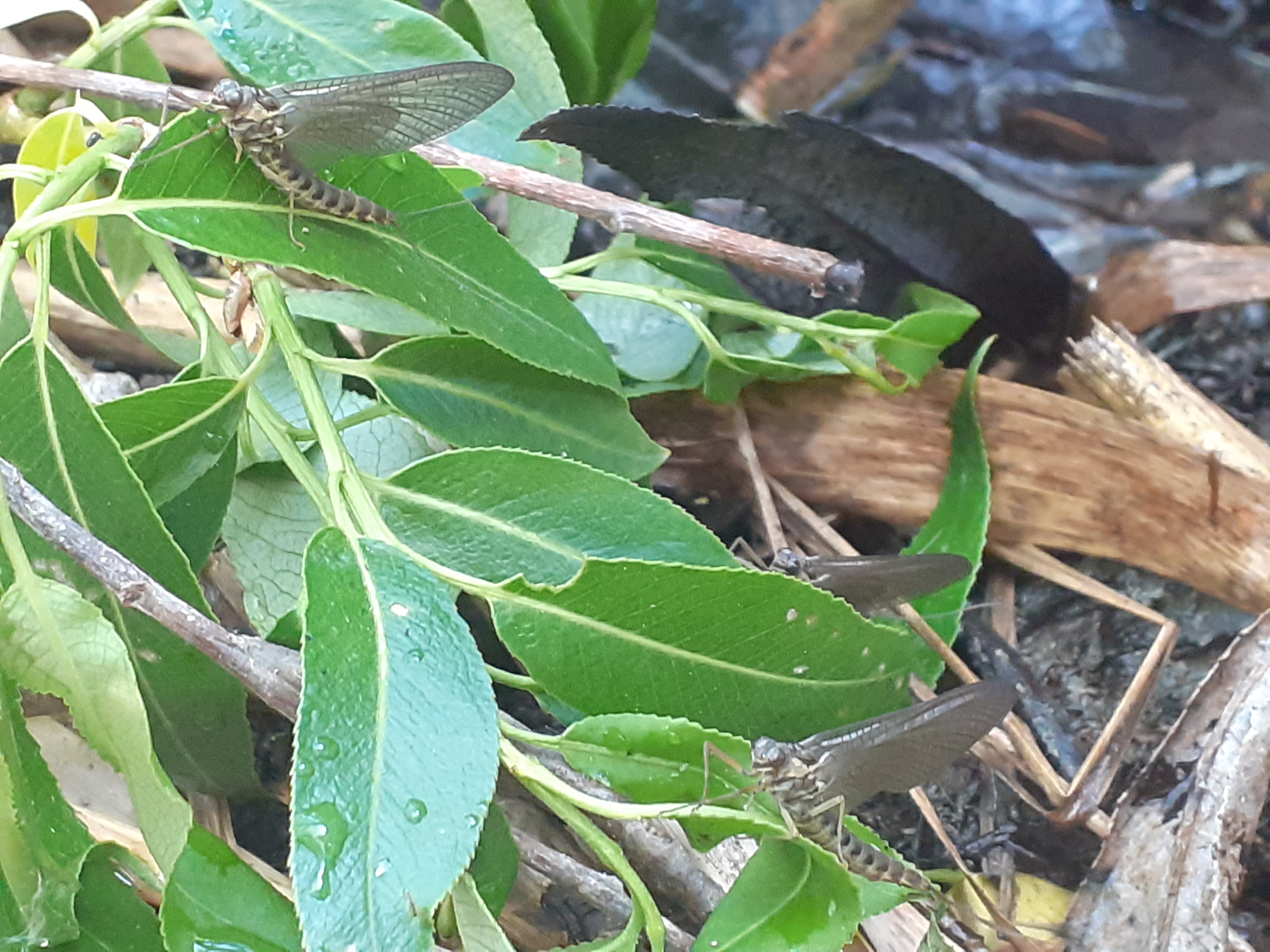 Siphlonurus armatus